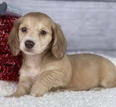 Evergreendox Dachshunds
