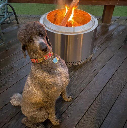 103-best-fire-dog-names-2023-we-love-doodles