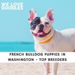 French Bulldog Puppies in Washington
