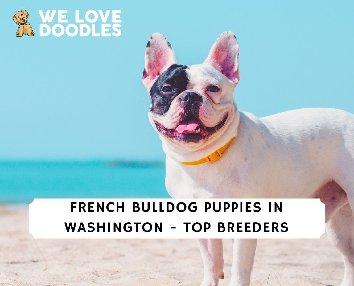 French Bulldog Puppies in Washington