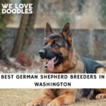 German Shepherd Breeders in Washington