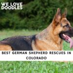 German Shepherd Rescues in Colorado