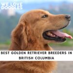 Golden Retriever Breeders in British Columbia