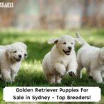 Golden-Retriever-Puppies-For-Sale-in-Sydney-Top-Breeders-template