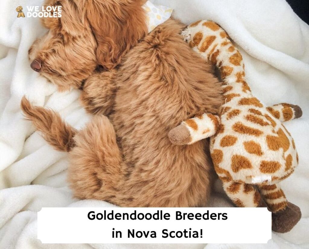 medium goldendoodle breeders near me        
        <figure class=