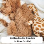 Goldendoodle-Breeders-in-Nova-Scotia-template
