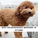 Goldendoodle Breeders in Ottawa