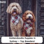 Goldendoodle-Puppies-in-Sydney-–-Top-Breeders-template