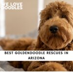 Goldendoodle Rescues in Arizona