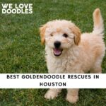 Goldendoodle Rescues in Houston