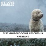 Goldendoodle Rescues in Maryland