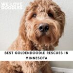 Goldendoodle Rescues in Minnesota