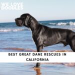 Great Dane Rescue in California