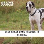 Great Dane Rescues in Florida