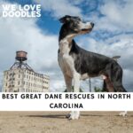 Great Dane Rescues in North Carolina