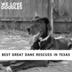 Great Dane Rescues in Texas