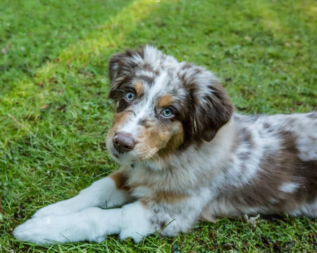 6 Top Australian Shepherd Breeders In Washington! (2024) - We Love Doodles