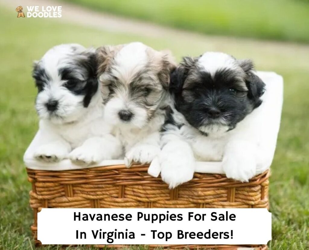 Havanese Puppies in Virginia: Top 4 Breeders!