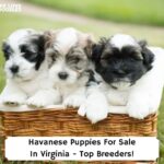 Havanese-Puppies-For-Sale-In-Virginia-Top-Breeders-template