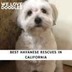 Havanese Rescues in California