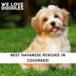 Havanese Rescues in Colorado