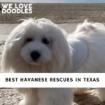 Havanese Rescues in Texas
