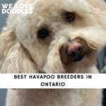 Havapoo Breeders in Ontario