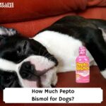 How-Much-Pepto-Bismol-for-Dogs-template