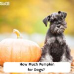 How-Much-Pumpkin-for-Dogs-template