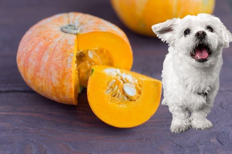 How Much Pumpkin for Dogs? - We Love Doodles