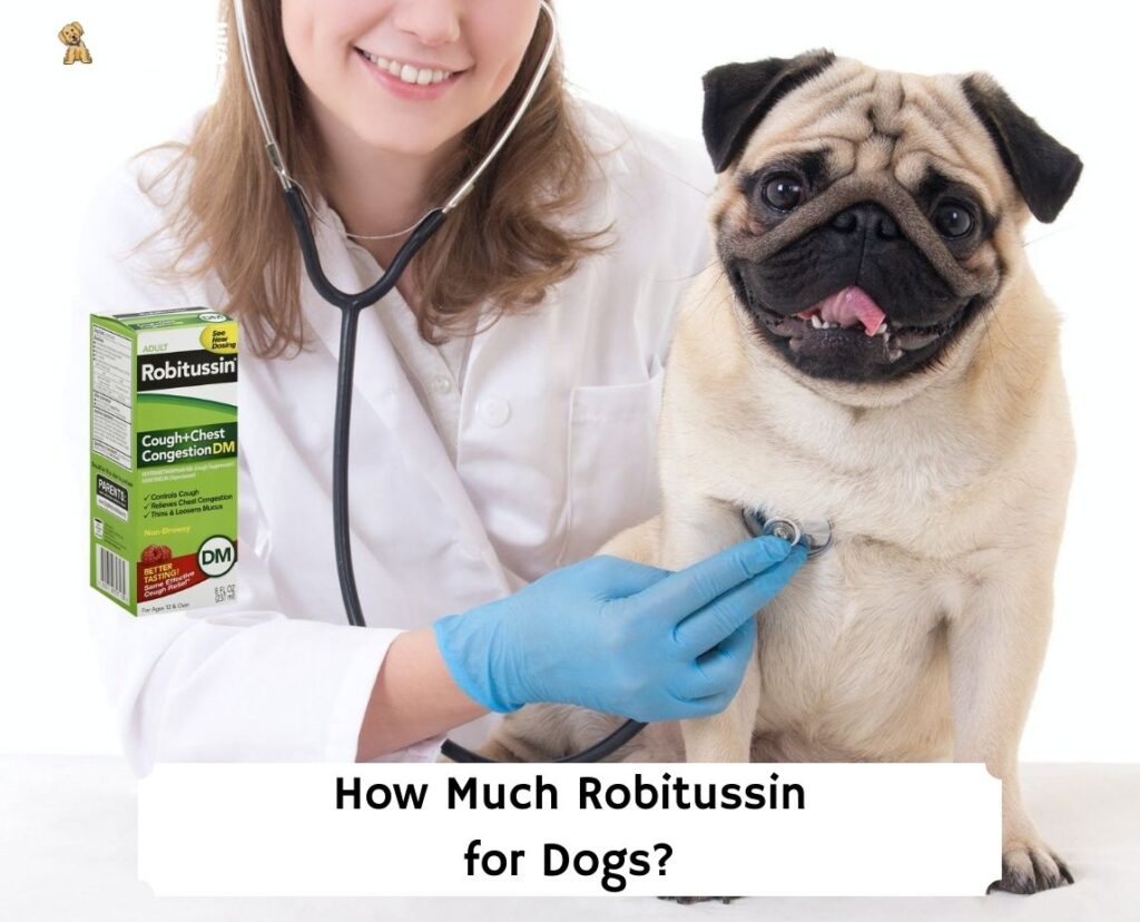 How much robitussin can 2025 i give my dog