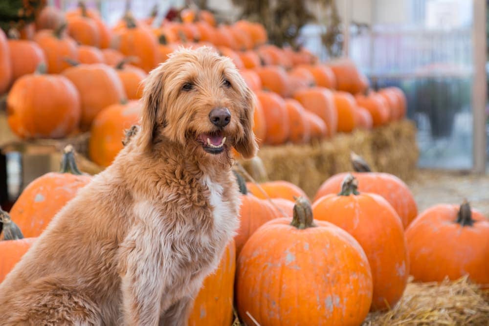 How Much Pumpkin For Dogs how-much-pumpkin-for-dogs