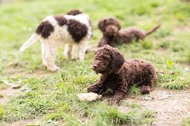 How to Choose a Breeder for Labradoodle Puppies in Mississippi?