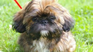 Choosing a Shih Tzu Breeder From New Hampshire
