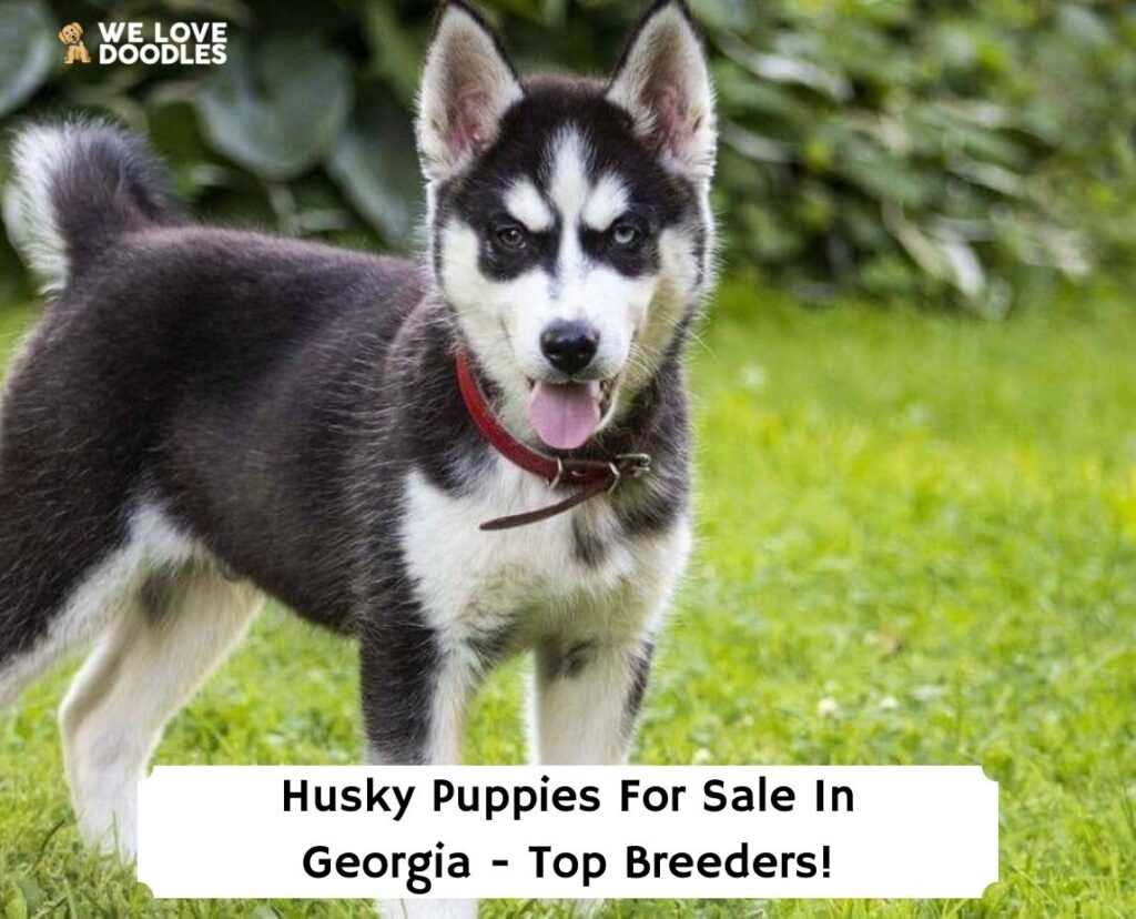 Husky Puppies Sale Georgia: Top 7 (2023) - We Love Doodles