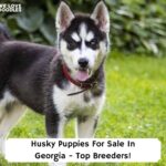 Husky-Puppies-For-Sale-In-Georgia-Top-Breeders-template