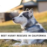 Husky Rescues in California