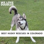 Husky Rescues in Colorado