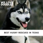 Husky Rescues in Texas