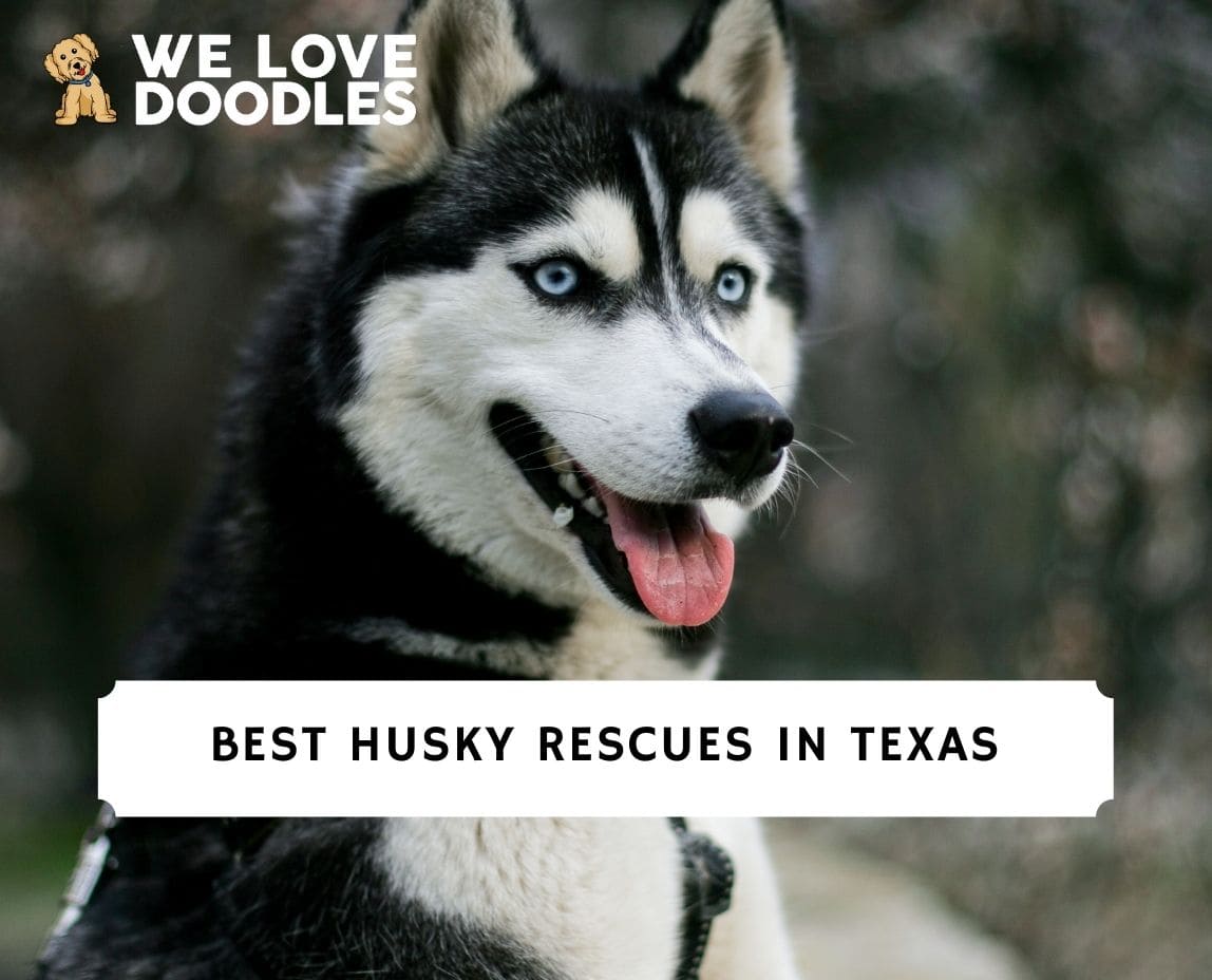 how to take care of a husky in texas