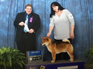 Showboat Kennels -ShiGA