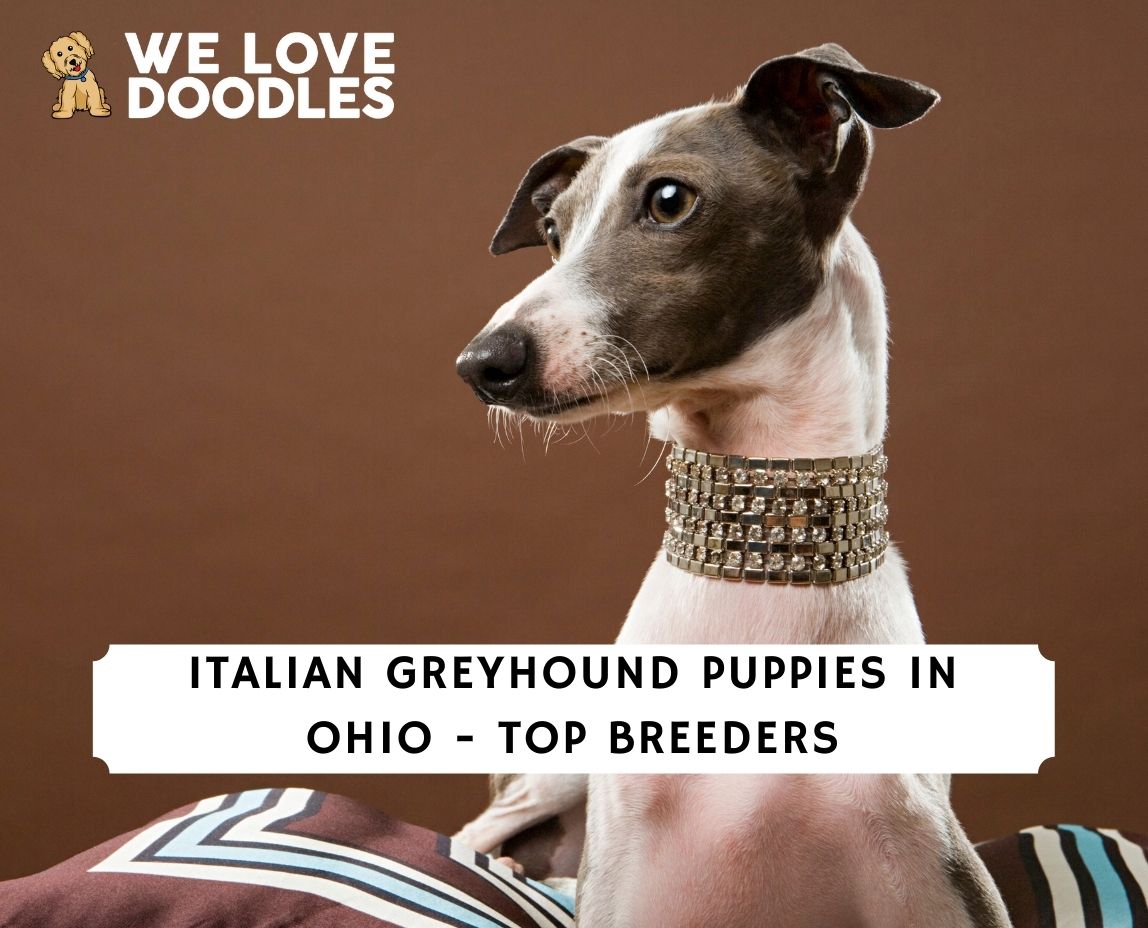 Crosswinds farm 2024 italian greyhound