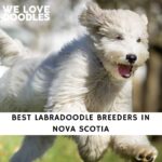 Labradoodle Breeders in Nova Scotia