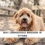 Labradoodle Breeders in Ottawa