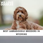 Labradoodle Breeders in Wyoming