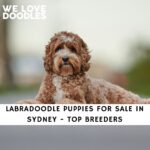 Labradoodle Puppies For Sale in Sydney