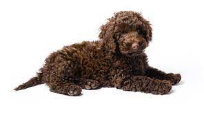 Labradoodle Puppies For Sale in Sydney