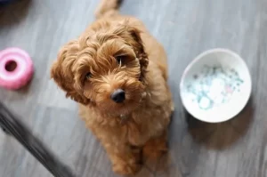 Labradoodle Puppies in Mississippi – 4 Top Breeders! (2022)