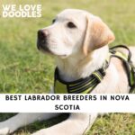 Labrador Breeders in Nova Scotia