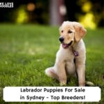 Labrador-Puppies-For-Sale-in-Sydney-Top-Breeders-template